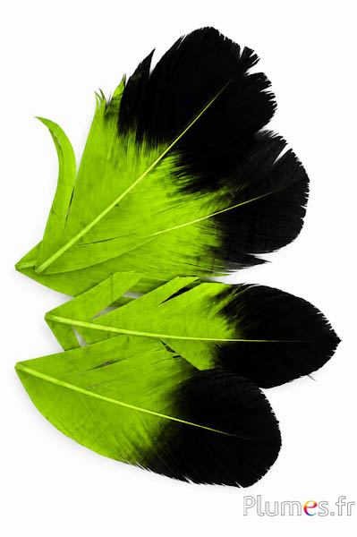 Petalo in piume - 11-15 x 5-6 cm - lime-nero